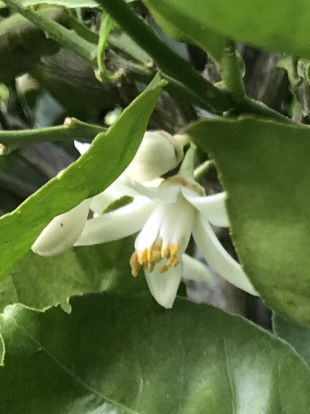 かぼすの薫り 短歌なページ かぼすの薫り 短歌なページ