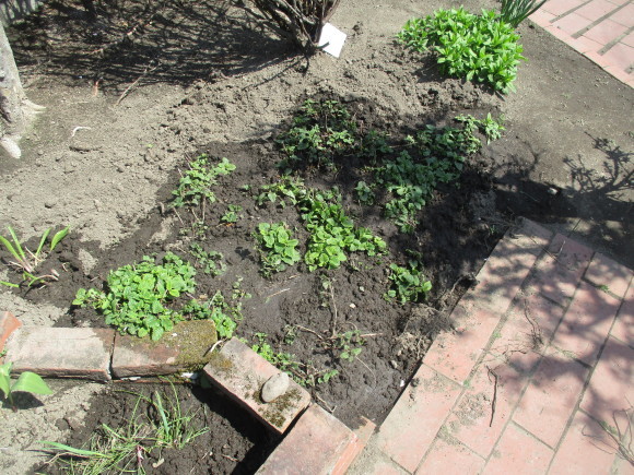 ポタジェの整備を頑張った&苗を少し植えた_a0279743_23340563.jpg