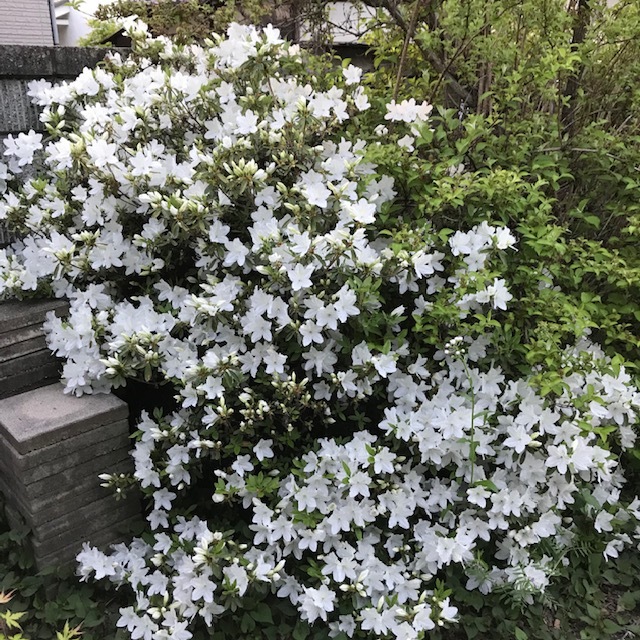 苗を植える_e0226943_23021396.jpg