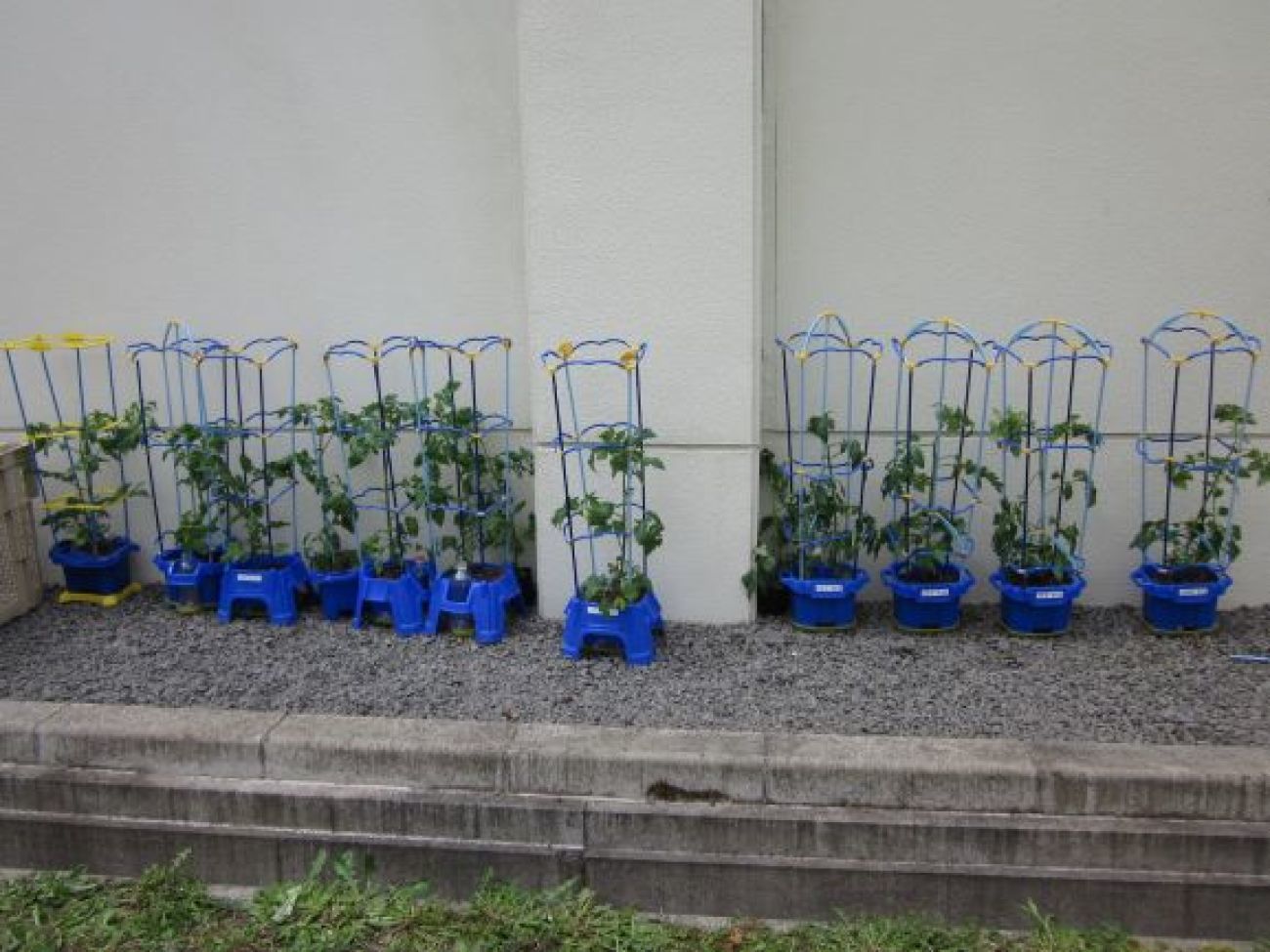 ミニトマトの苗を植えました ２年生 年開校 太陽の学校 より