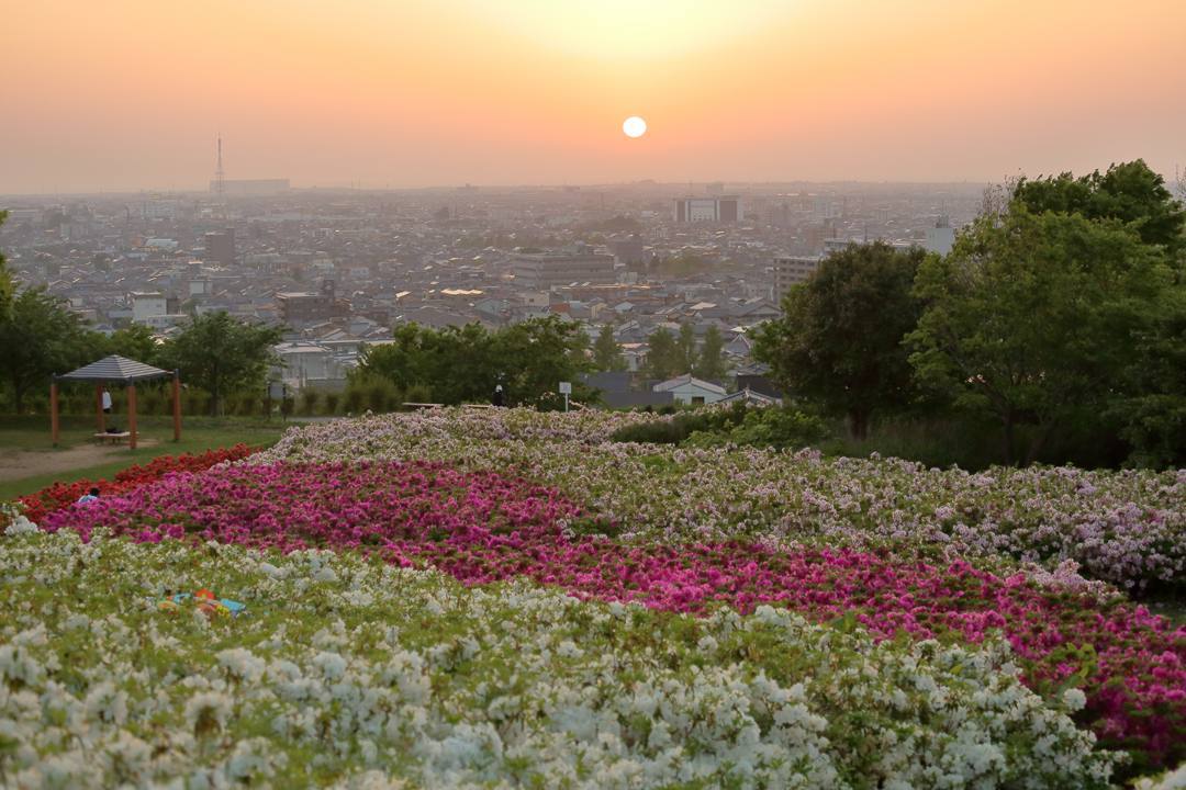ツツジと夕焼け_e0403850_23141451.jpg