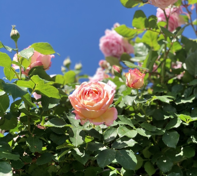 今日は３３度、バラも疲れたみたいだけど、咲いてくれました&#127801;_a0396654_21370716.jpeg