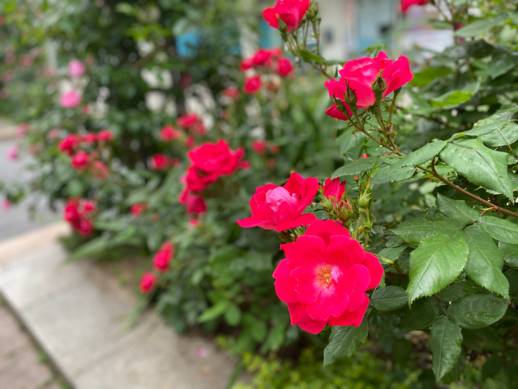 RICローズガーデンの薔薇　＠神戸・六甲アイランド_b0063958_14462985.jpg