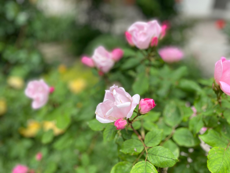 RICローズガーデンの薔薇　＠神戸・六甲アイランド_b0063958_14463376.jpg
