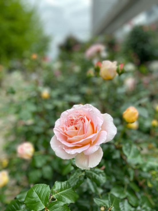 RICローズガーデンの薔薇　＠神戸・六甲アイランド_b0063958_14463837.jpg