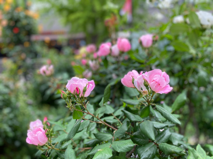 RICローズガーデンの薔薇　＠神戸・六甲アイランド_b0063958_14464775.jpg