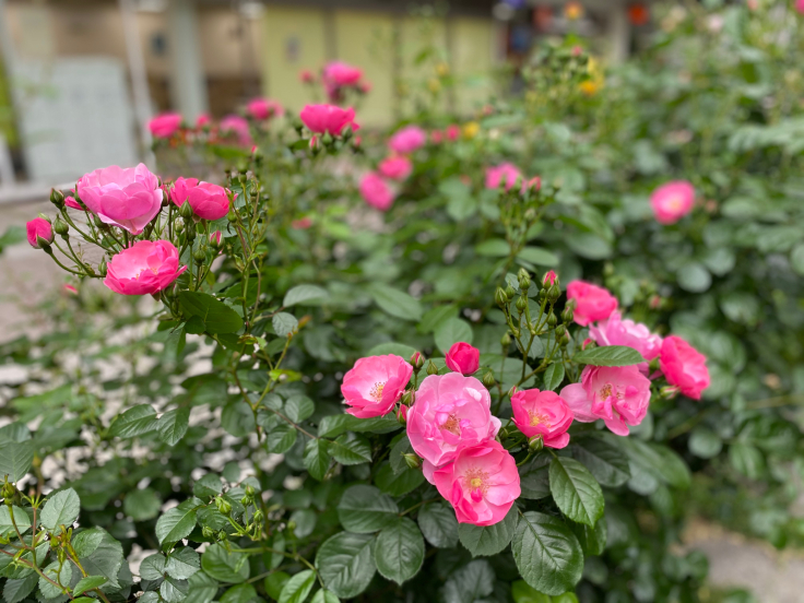RICローズガーデンの薔薇　＠神戸・六甲アイランド_b0063958_14474398.jpg