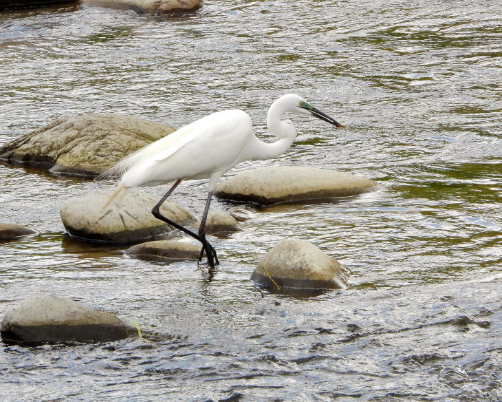 碓氷川堤防を 今度は上流方向へ_c0305565_17421250.jpg
