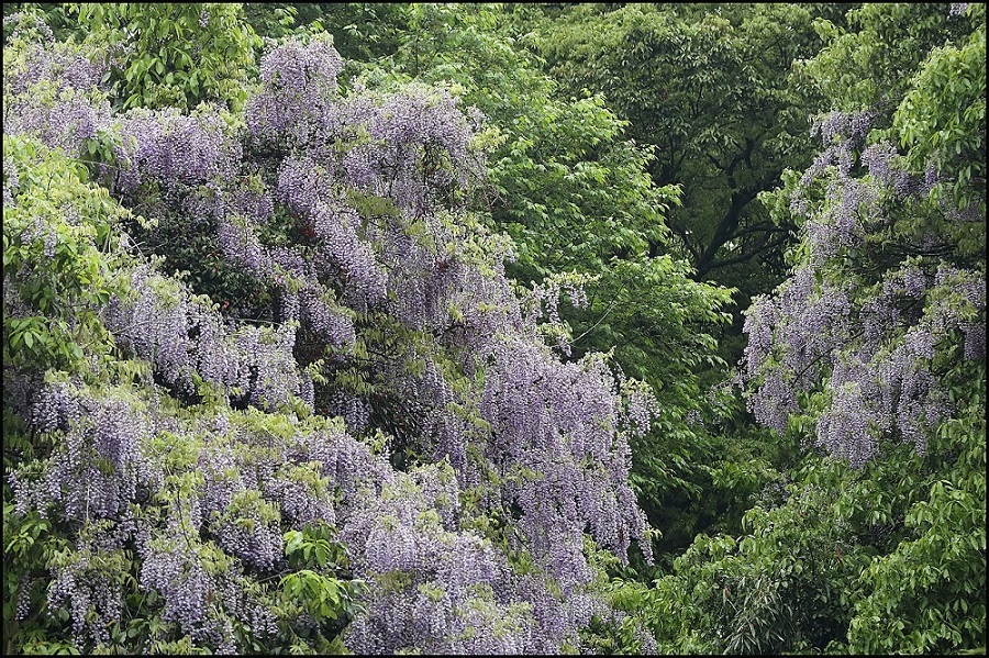 野生の藤 薫の時の記憶 野生の藤 薫の時の記憶