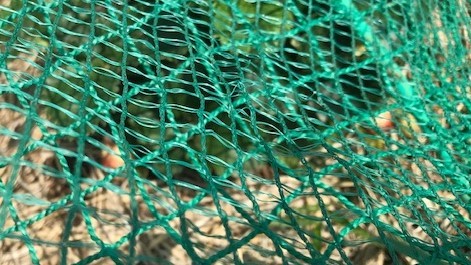 2重ネットでイチゴ無事、ハクビシン侵入形跡なし5・11_c0014967_14003049.jpg