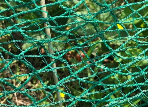 2重ネットでイチゴ無事、ハクビシン侵入形跡なし5・11_c0014967_14004980.jpg