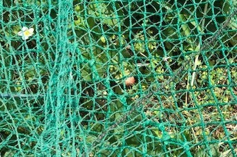 2重ネットでイチゴ無事、ハクビシン侵入形跡なし5・11_c0014967_14011851.jpg