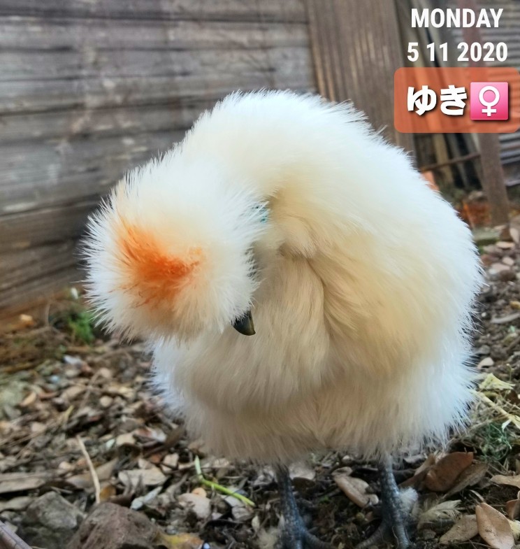 今日も 烏骨鶏かわいいブログ