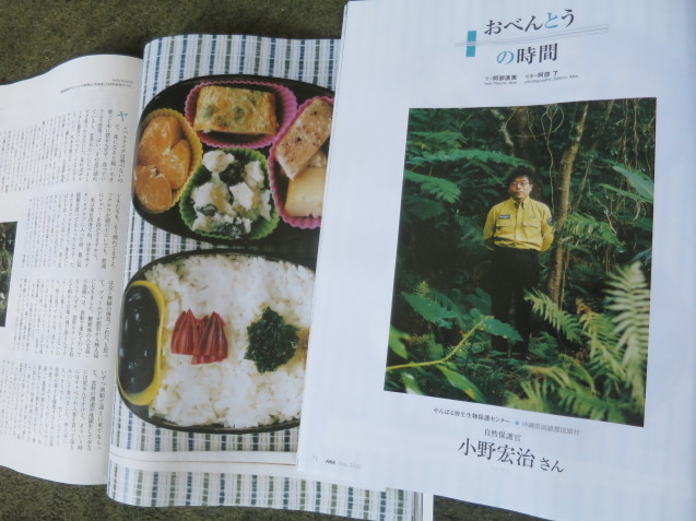 翼の王国5月号の「お弁当の時間」は、やんばるの森から_c0402074_13164778.jpg
