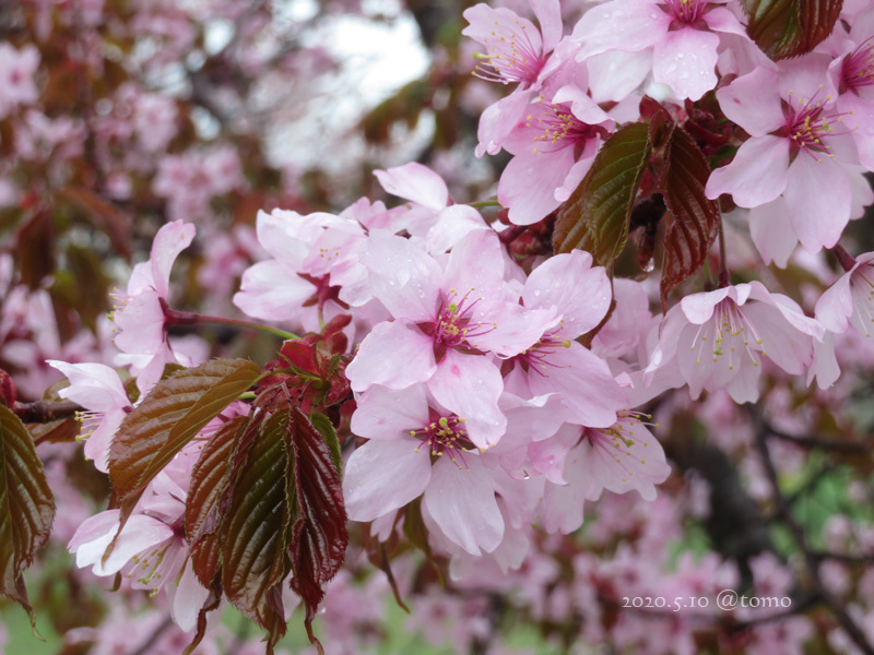 小雨にけむる桜と春の花々_f0067179_22135788.jpg