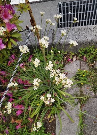 アリウム コワニー ってこういう風に咲くんだぁ 健気に育つ植物たち