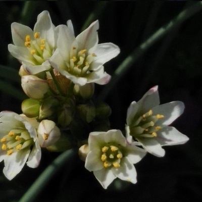 アリウム コワニー ってこういう風に咲くんだぁ 健気に育つ植物たち アリウム コワニー ってこういう風に咲くんだぁ 健気に育つ植物たち