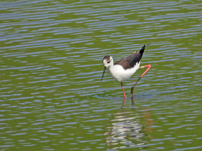 お池の鳥さん！　＜丈高鷸＞_e0248688_18574960.jpg