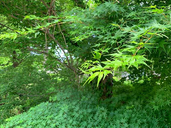 玉川上水はチェリー・枇杷・栗の木もあります。_c0182196_20083263.jpg
