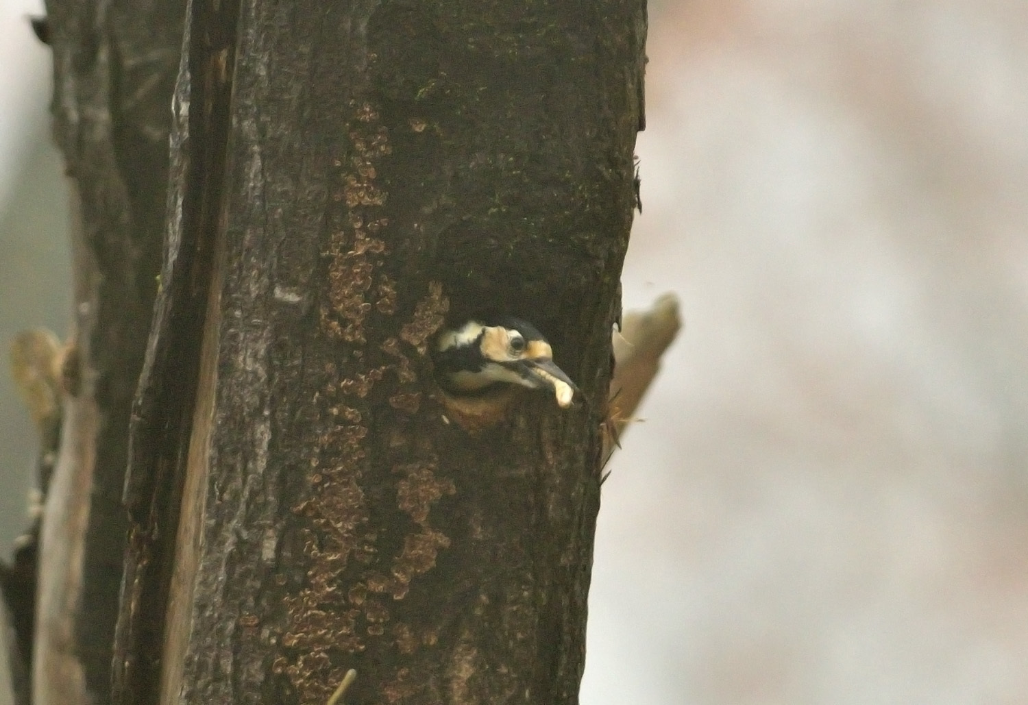 オオアカゲラの子育て! ①_e0362696_17173021.jpg