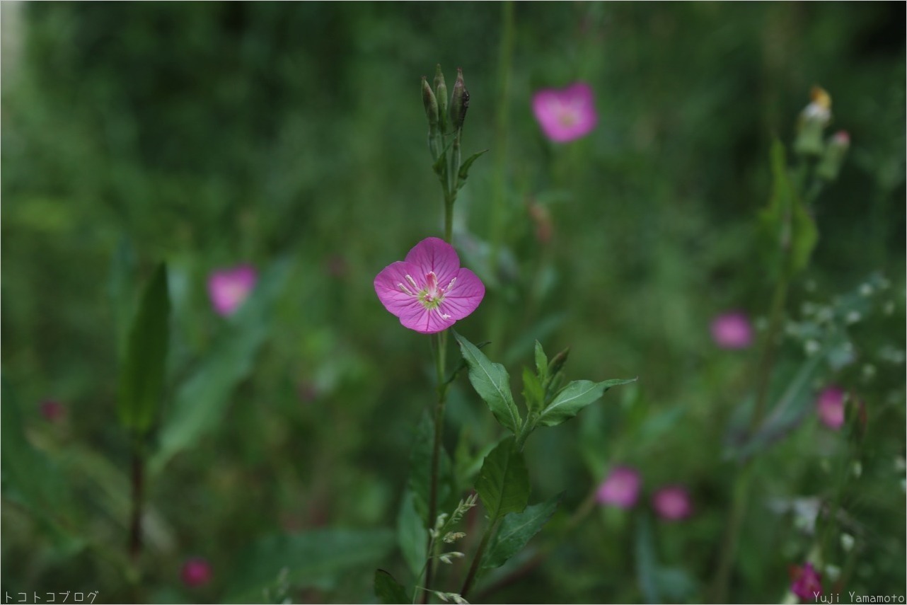 可愛いピンクの花 トコトコブログ 可愛いピンクの花 トコトコブログ