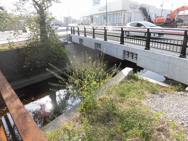 旧国1の津田橋架け替え工事が進む小潤井川 津田・荒田島を行く朝の散歩_f0141310_08232395.jpg