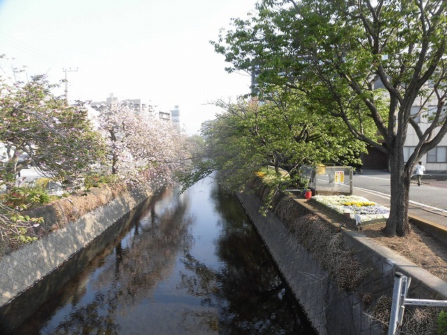 旧国1の津田橋架け替え工事が進む小潤井川 津田・荒田島を行く朝の散歩_f0141310_08235266.jpg