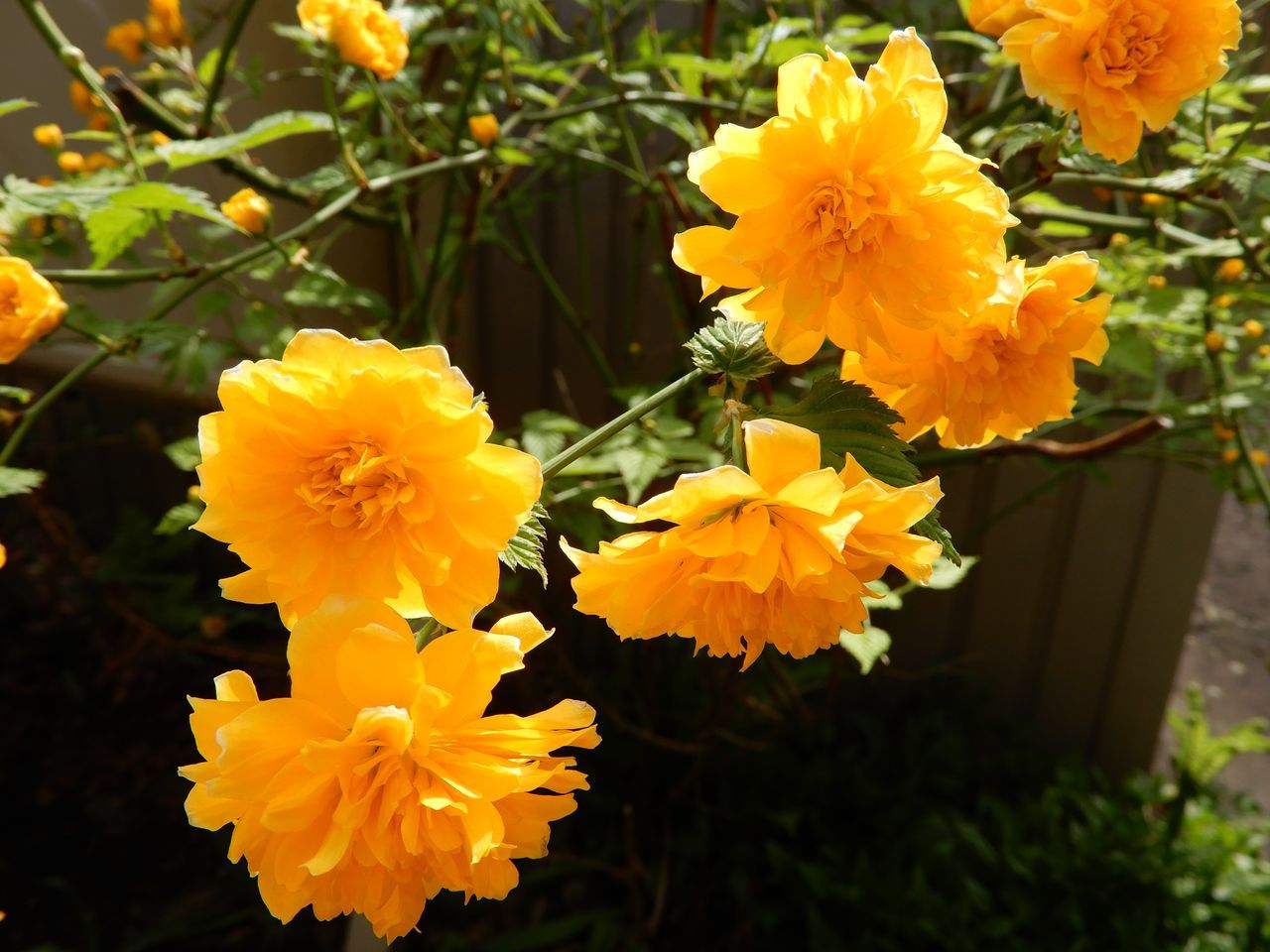 ヤマブキの春_c0025115_23084320.jpg
