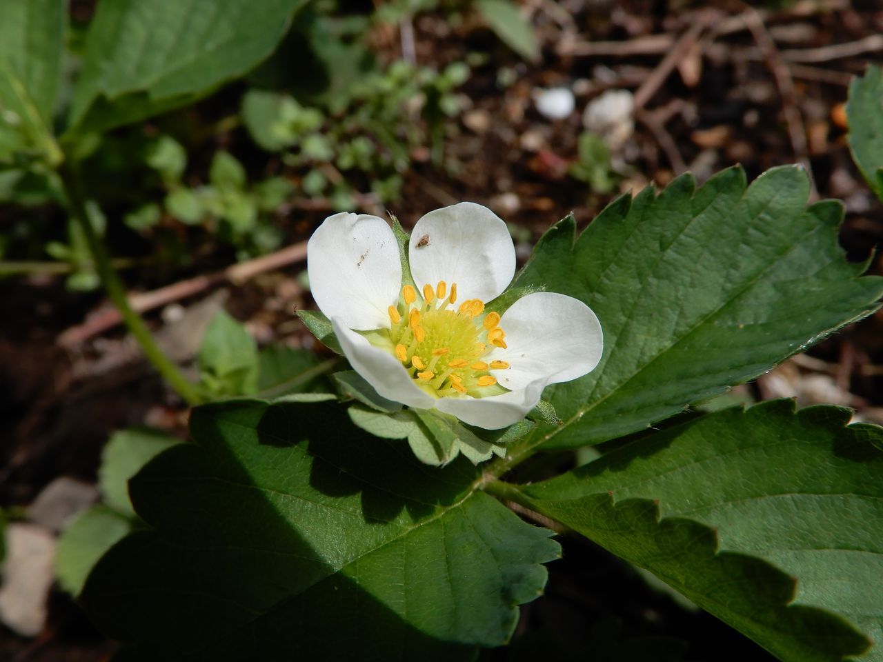 ヤマブキの春_c0025115_23105014.jpg