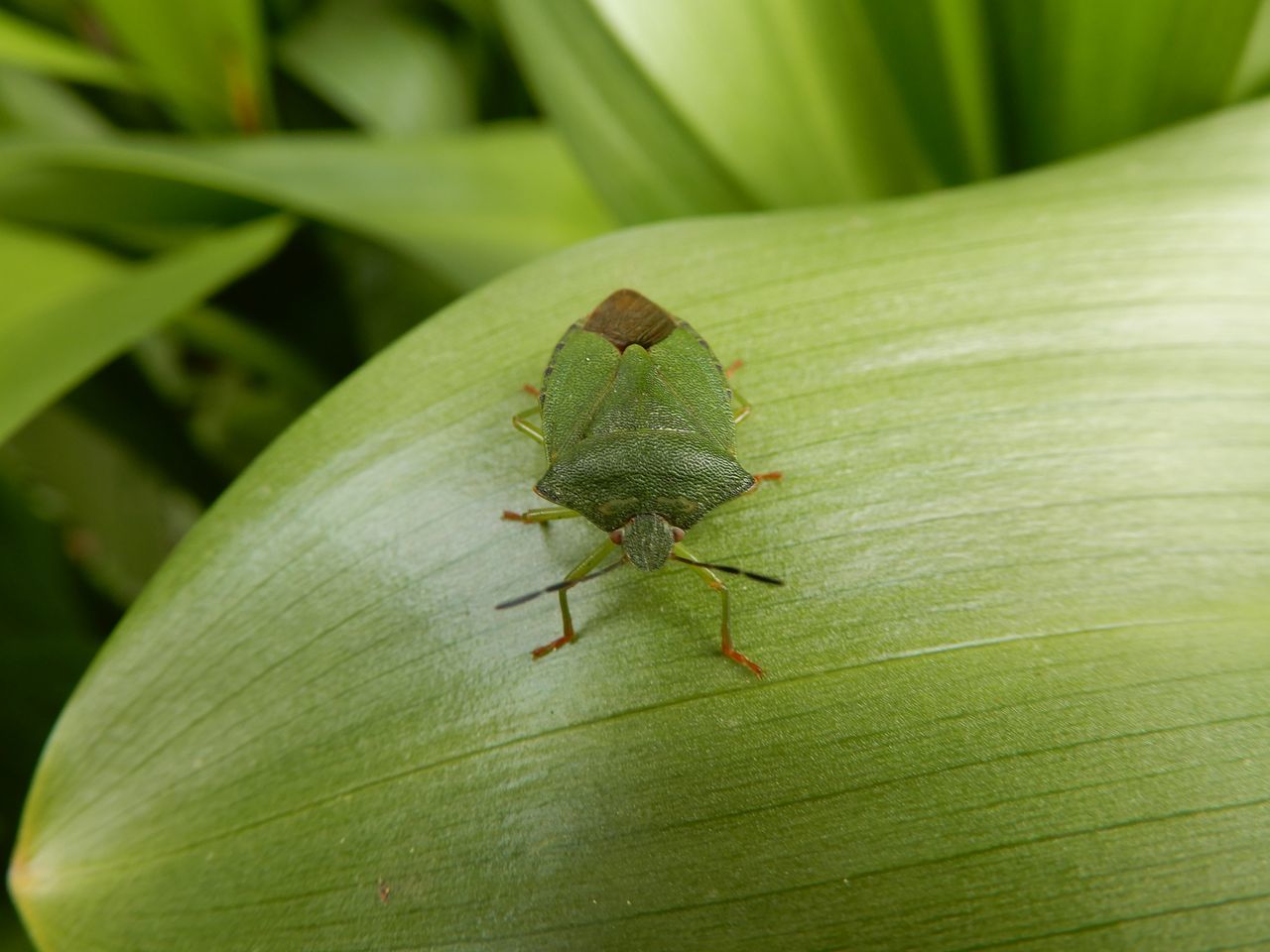 ヤマブキの春_c0025115_23114161.jpg