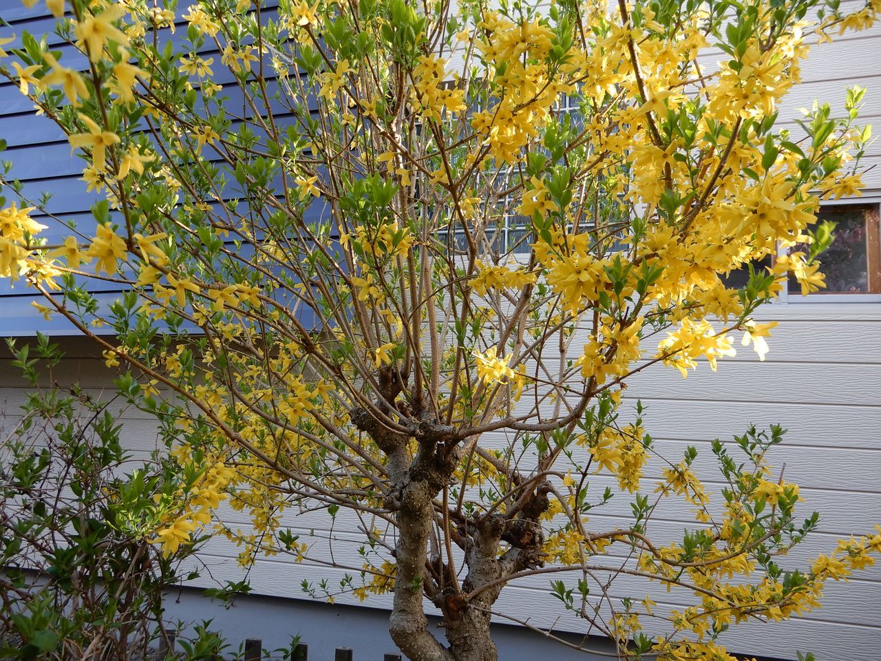 ヤマブキの春_c0025115_23144270.jpg