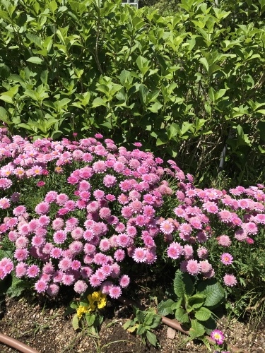 休業日ブログ・その34_e0195325_18341760.jpeg