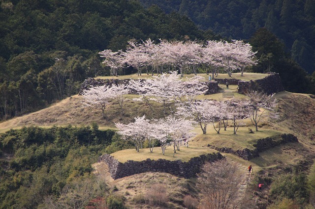 赤木城跡の桜満開(その1)(撮影:4月7日)_e0321325_19190779.jpg