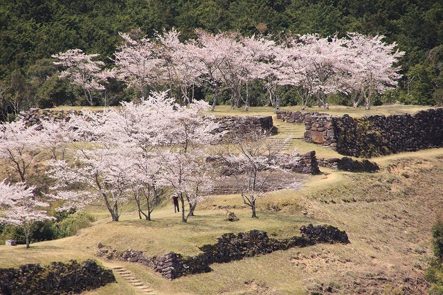 赤木城跡の桜満開(その1)(撮影:4月7日)_e0321325_19195772.jpg