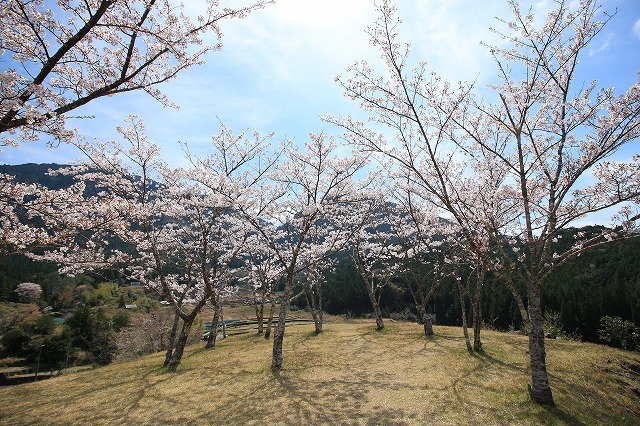 赤木城跡の桜満開(その1)(撮影:4月7日)_e0321325_19201256.jpg
