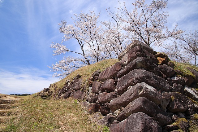 赤木城跡の桜満開(その1)(撮影:4月7日)_e0321325_19202623.jpg