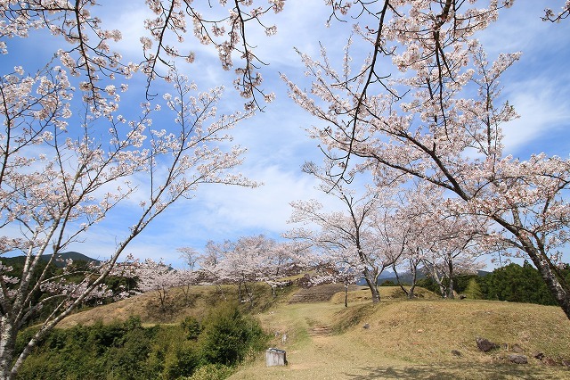 赤木城跡の桜満開(その1)(撮影:4月7日)_e0321325_19204083.jpg