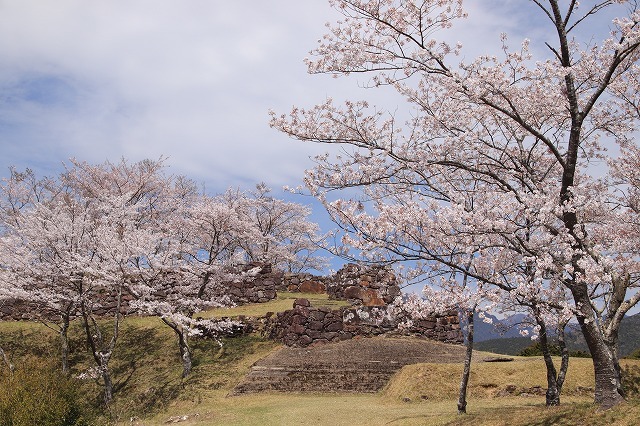 赤木城跡の桜満開(その1)(撮影:4月7日)_e0321325_19205709.jpg