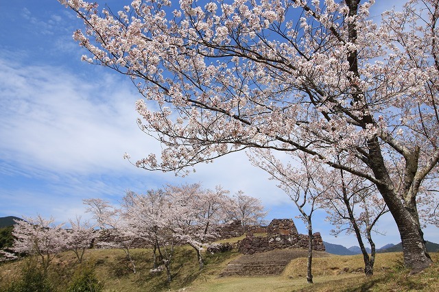 赤木城跡の桜満開(その1)(撮影:4月7日)_e0321325_19211164.jpg