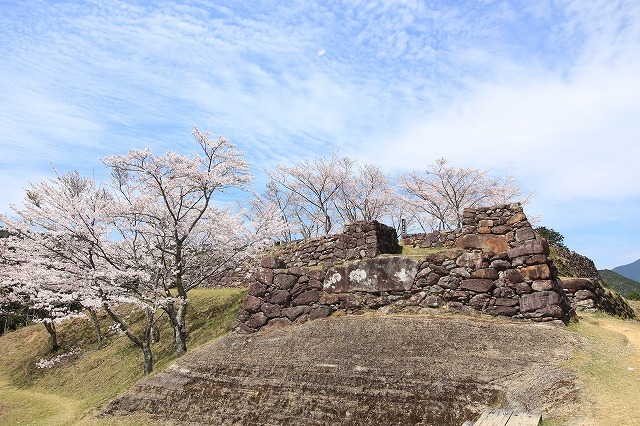 赤木城跡の桜満開(その1)(撮影:4月7日)_e0321325_19212552.jpg