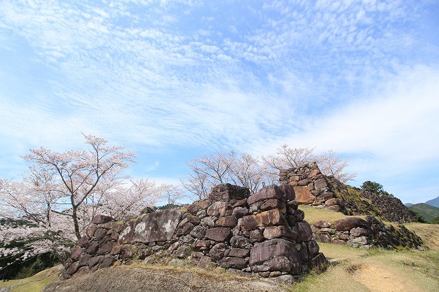 赤木城跡の桜満開(その1)(撮影:4月7日)_e0321325_19214023.jpg