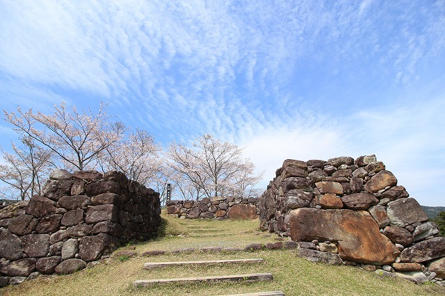 赤木城跡の桜満開(その1)(撮影:4月7日)_e0321325_19221388.jpg