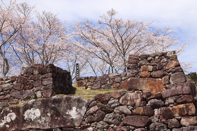 赤木城跡の桜満開(その1)(撮影:4月7日)_e0321325_19230217.jpg