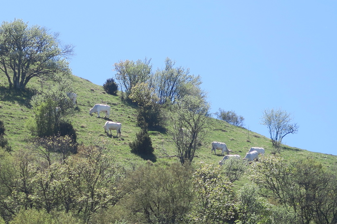 牛たちに見つめられ昼食フィオンキ山、スポレート_f0234936_71714100.jpg