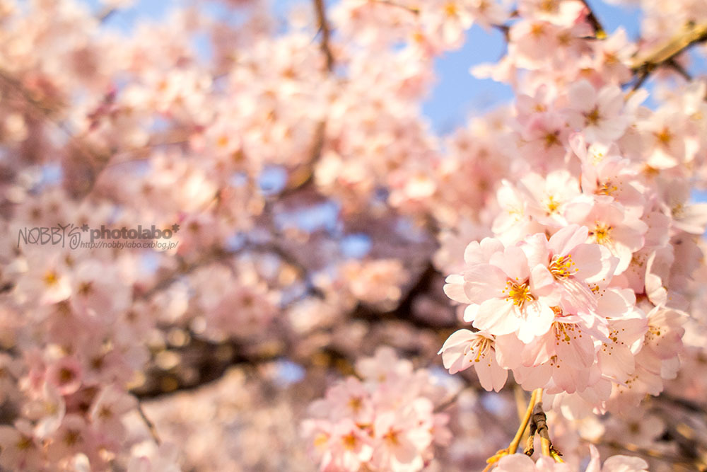 Sakura memories #03_a0134950_23335334.jpg