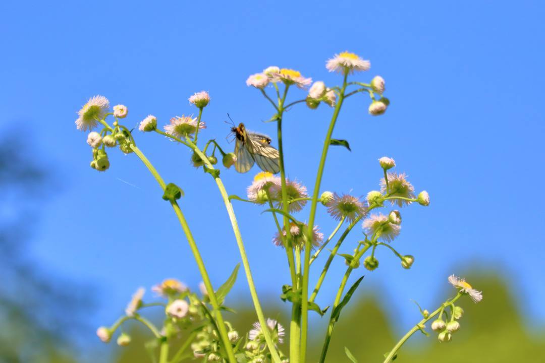 ウスバシロチョウ 5・11_e0403850_20133079.jpg