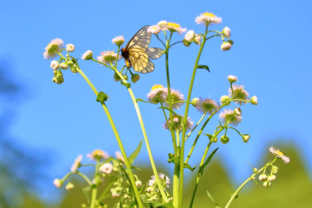 ウスバシロチョウ 5・11_e0403850_20133321.jpg