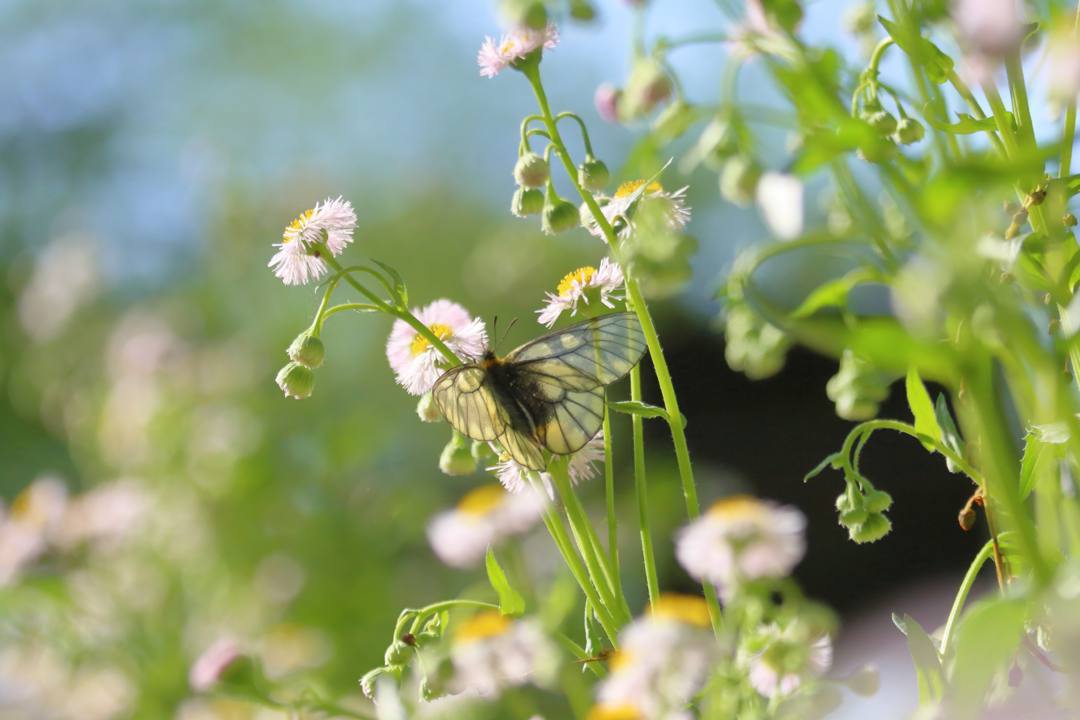 ウスバシロチョウ 5・11_e0403850_20134779.jpg