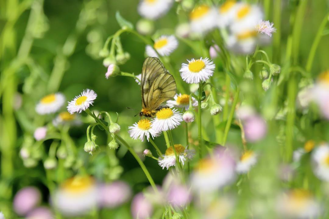 ウスバシロチョウ 5・11_e0403850_20135873.jpg