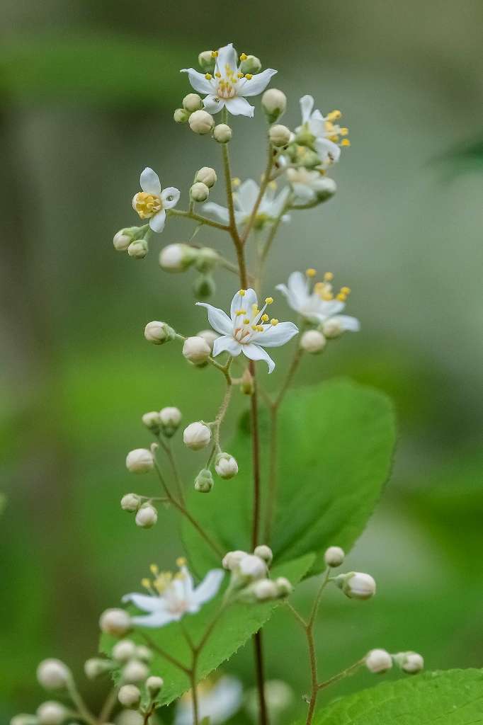 グミの花_f0044056_14002669.jpg